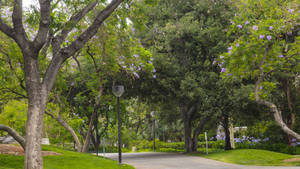 一條鋪砌小徑蜿蜒穿過綠色公園，有盛開的紫色樹木和路燈。 — 樹 壁紙