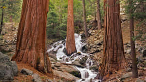 瀑布穿過巨型紅杉樹和岩石地形傾瀉而下。 — 綠樹 壁紙