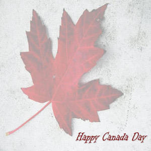白色紋理背景上的紅色楓葉及Happy Canada Day文字。