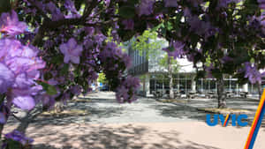 紫色開花樹木為現代校園庭院遮蔭，內有玻璃建築和野餐桌。 — 樹 壁紙