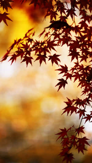 金色夕陽天空襯托下的紅色楓葉剪影。 — 秋天 壁紙