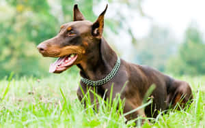 一隻棕色杜賓犬戴著綠色鏈條項圈坐在綠色草地上。