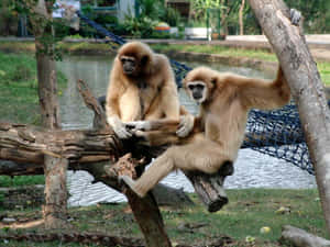 動物園圍欄內池塘附近的木頭上坐著兩隻長臂猿。