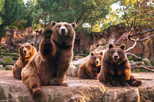 四隻棕熊坐在動物園圍欄內的岩石上，背景有樹木和石牆。 — 三隻熊 壁紙