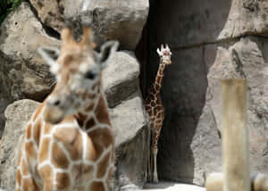 兩隻長頸鹿在岩石動物園圍欄中，一隻對焦，另一隻從石頭後面探出頭來。