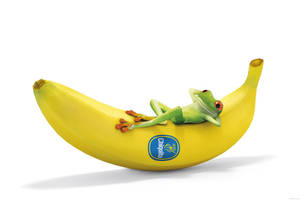 一隻綠色樹蛙在一根帶有 Chiquita 標籤的黃色香蕉上休息。