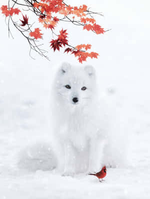 白狐在雪中，紅楓枝下，與紅雀