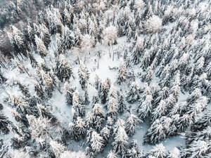 冬季森林中積雪的松樹，從上方觀看。