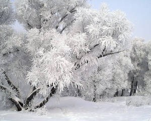 在蒼白的天空下，白雪覆蓋的冬日森林中結霜的樹木。