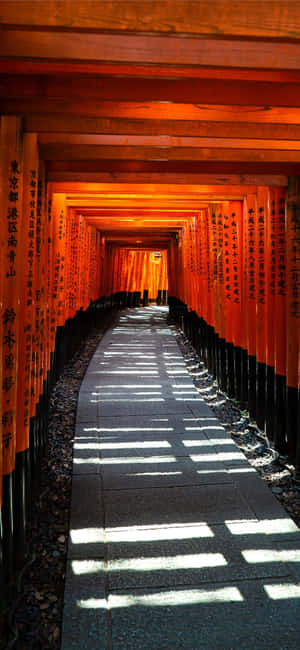 一條由紅色鳥門組成的長路，陽光在石鋪路上投下陰影。
