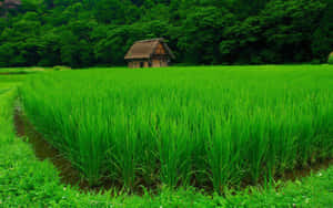 一座質樸的小屋坐落在鬱鬱蔥蔥的綠色稻田中，以森林為背景。