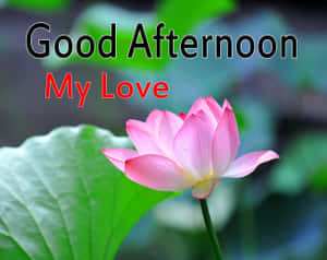 粉紅色蓮花與綠葉，以及「Good Afternoon My Love」文字。