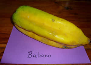 木桌上紫色標籤上的一個成熟babaco果實。