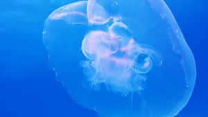 在深藍色海洋中漂浮的發光水母。 — 水母 GIF 壁紙