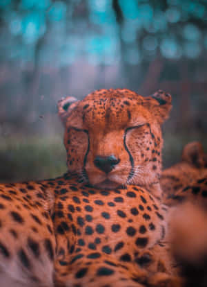 獵豹在森林中閉眼平靜地休息。 — 動物 壁紙