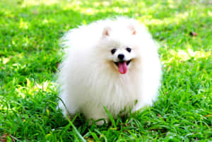 毛茸茸嘅白色博美犬坐喺綠色草地上，伸咗條脷出嚟。 — 金毛尋回犬 BB GIF 壁紙