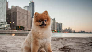 毛茸茸的博美犬坐在沙灘上，背景是夕陽下的城市天際線。