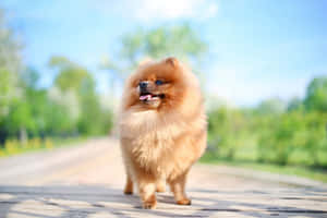 毛茸茸的橙色博美犬在陽光明媚的公園裡走在木徑上。