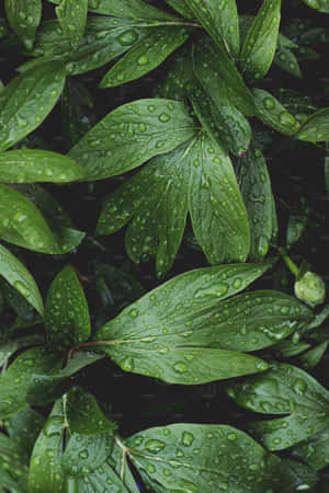 在深色背景下，鮮豔的綠色牡丹葉上閃爍的雨滴。