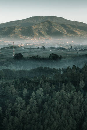 森林山谷，薄霧和遠山，黎明時分。 — 黎明 壁紙