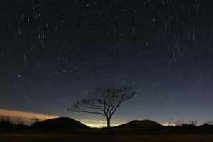 在滿天繁星和旋轉星軌的夜空下，一棵樹的剪影。 — 平靜 壁紙