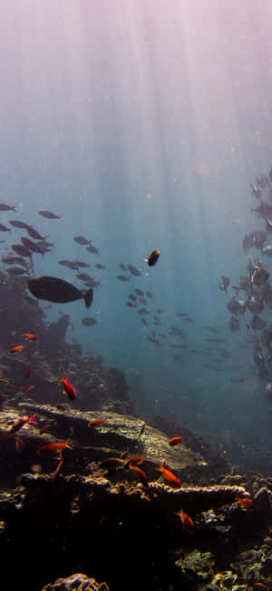 陽光穿過海水，魚類在珊瑚礁附近游動。