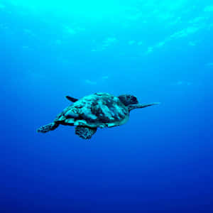 一隻海龜在清澈的藍色海水中游泳。