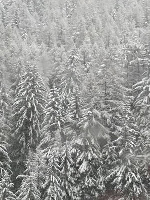 灰色天空下茂密冬季森林中積雪的松樹。