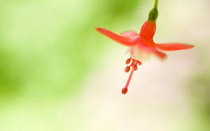 一朵紅色倒掛金鐘花，背景柔和綠色和白色。 — 視窗 壁紙