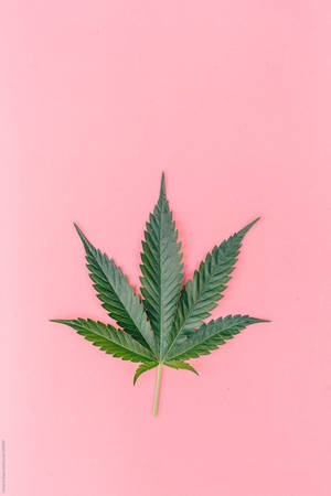 粉紅色背景上的綠色大麻葉子