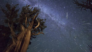 在滿天繁星和流星下的古樹。 — 星空夜 壁紙