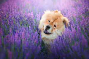 毛茸茸的鬆獅犬在紫色薰衣草花田中 — 小狗 壁紙