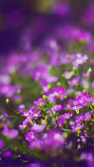 紫色野花特寫，背景模糊 — 花卉 iPhone 壁紙