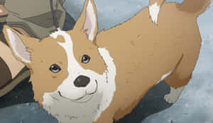 一隻快樂的哥基犬，毛色棕白相間，正抬頭看著相機。 — 睡狗 壁紙