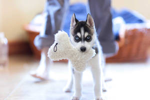 一隻哈士奇幼犬在室內抱著白色毛絨玩具。 — 金毛尋回犬 BB GIF 壁紙