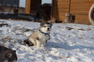毛茸茸的哈士奇幼犬戴著藍色項圈，坐在夕陽下木屋附近的雪地裡。
