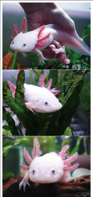 一隻白色六角恐龍，帶有粉紅色鰓，在水族箱中綠色水生植物間游動。