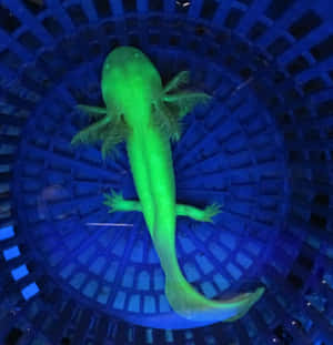 藍色圓形水族箱中的亮綠色蠑螈。