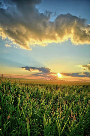 廣闊綠色玉米田上的夕陽，伴隨著戲劇性的雲層和金色光芒。 — 美麗的日落動畫 壁紙