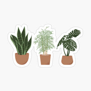 三幅插圖盆栽植物，包括虎尾蘭、竹子和龜背竹。 — 植物 壁紙