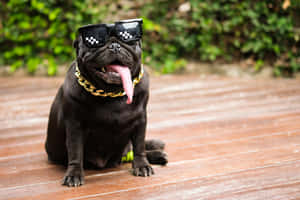戴太陽眼鏡和金鏈的黑色八哥犬坐在木甲板上。