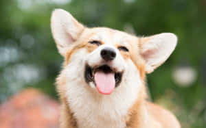 一隻快樂的哥基犬，在陽光明媚的戶外環境中伸出舌頭，瞇起眼睛。