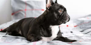 黑色法國鬥牛犬，胸前白色，躺在格仔床罩上。