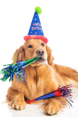 戴着生日帽的金毛尋回犬叼着派對拉炮 — 狗 壁紙