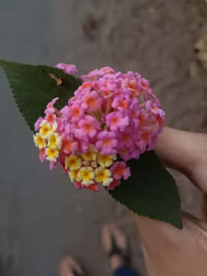 手裡拿著一朵粉紅色和黃色的馬纓丹花，帶有綠葉，放在路面上 — Kindle 壁紙