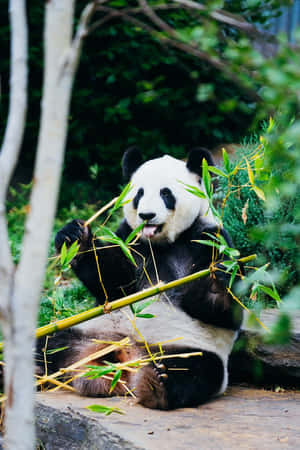一隻大熊貓在森林裡吃竹子 — 熊貓 壁紙