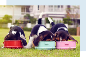 三隻比格犬幼犬在草地上從彩色碗中進食。