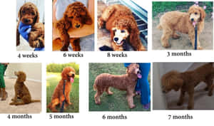 一隻棕色貴賓犬幼犬從4週大到7個月大的成長過程，以分階段照片展示。 — 金毛尋回犬 BB GIF 壁紙