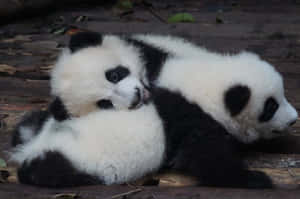 兩隻熊貓BB喺木甲板上依偎，有樹葉。 — 熊貓 壁紙