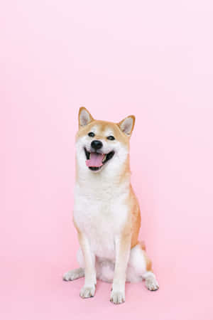 一隻微笑的柴犬坐在粉紅色背景上。 — 可愛 壁紙